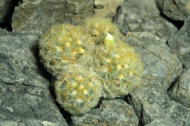 Yapay yaşam alanındaki Mammillaria carmenae sarı dikenlerini kapatın. Kayalık uçurum yarık taş yüzeyinde yaşayın. Resim fotoğrafı.