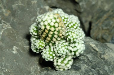 Mammillaria Gracilis Cv Oruga kümesini yapay yaşam alanı üzerine kapatın. Kayalık uçurum çatlağı yüzeyinde canlı yayın. Resim fotoğrafı.