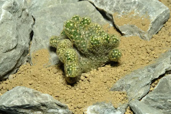 Beyin kaktüsü mammillaria elongata cristata 'yı kapatın, yapay yaşam alanı, çölün kayalık zemininde taşlarla yaşayın. Resim fotoğrafı.