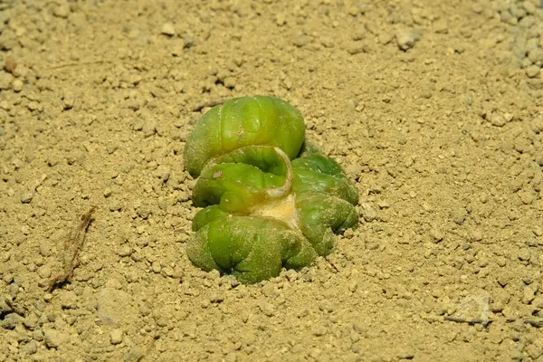 Astrofittum asterias cristata montrose, yapay yaşam alanında, çölün kayalık zemininde taşlarla yaşıyor. Resim fotoğrafı.