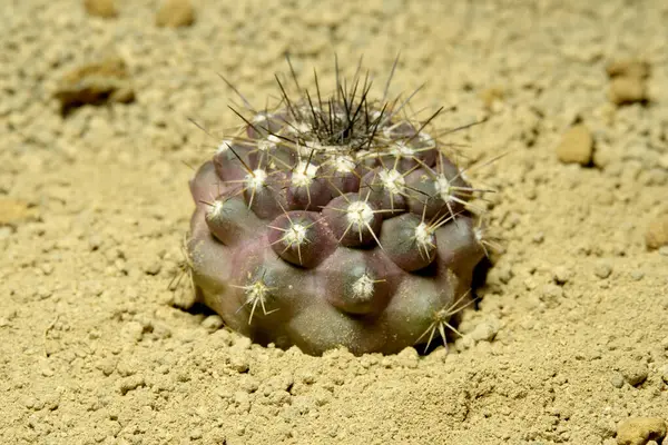 Copiapoa 'nın yapay yaşam ortamını küçük düşürmek, çölün kayalık topraklarında taşlarla yaşamak. Resim fotoğrafı.
