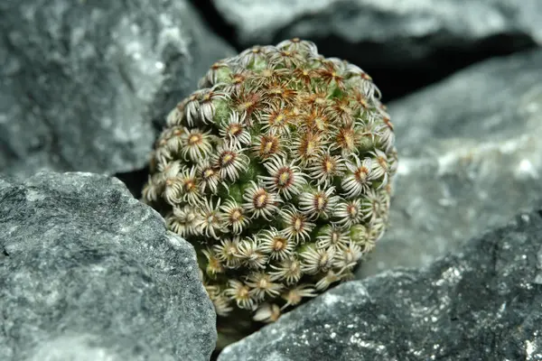 Mammillaria Hernandezii 'yi yapay yaşam alanına kapatın. Kayalık uçurum yarığı yüzeyinden canlı yayın. Resim fotoğrafı.