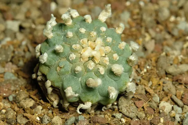 Yapay yaşam alanındaki lofofora williamsii 'yi kapatın, çöldeki kayalık kayalıklarda yaşayın. Resim fotoğrafı.