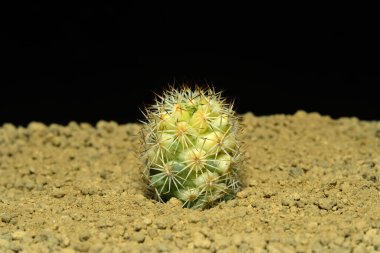Mammillaria Schumanii 'yi kapatın yapay yaşam alanı üzerindeki kristali çeşitlendirin, çölün kayalık zemininde siyah arkaplanlı taşlarla yaşayın. Resim fotoğrafı.