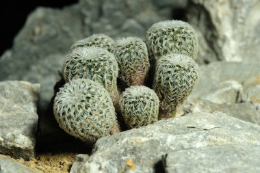 Mammillaria Frailea buenekeri var densispina 'yı yapay yaşam alanına kapatın. Kayalık uçurum yarık taşı yüzeyinden canlı yayın. Resim fotoğrafı.