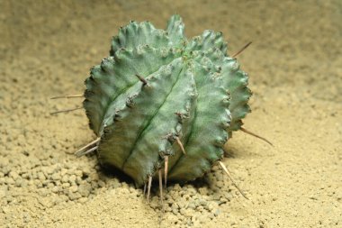 Yapay yaşam alanındaki Euphorbia Horrida 'yı kapatın, çöldeki kayalık topraklarda taşlarla yaşayın. Resim fotoğrafı.