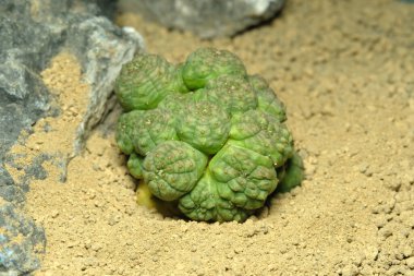 Euphorbia Obesa Monstrose Cristata 'yı yapay yaşam alanı üzerine kapatın, çöldeki kayalık topraklarda taşlarla yaşayın. Resim fotoğrafı.