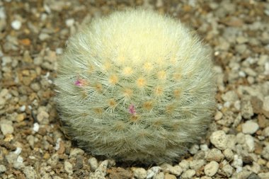 Mammillaria laui dasyacantha 'yı yapay yaşam alanına kapatın, çöldeki kayalık kayalıklarda yaşayın. Resim fotoğrafı.