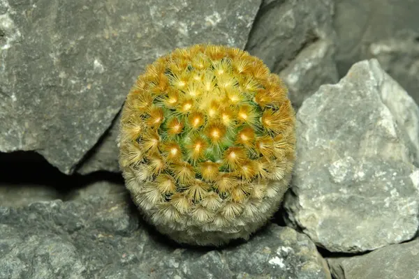 Mammillaria carmenae cv buddha 'nın yapay yaşam alanı kayalık uçurum yarığında canlı görüntüsü. Resim fotoğrafı.