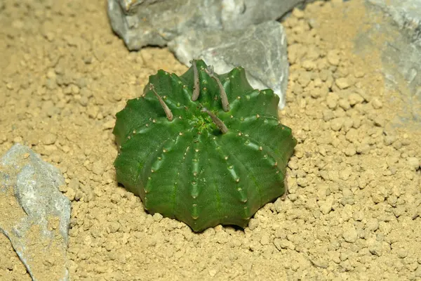 Euphorbia meloforis denizaltılarını kapatın. Valida yapay yaşam alanında, çölün kayalık zemininde taşlarla yaşıyor. Resim fotoğrafı.