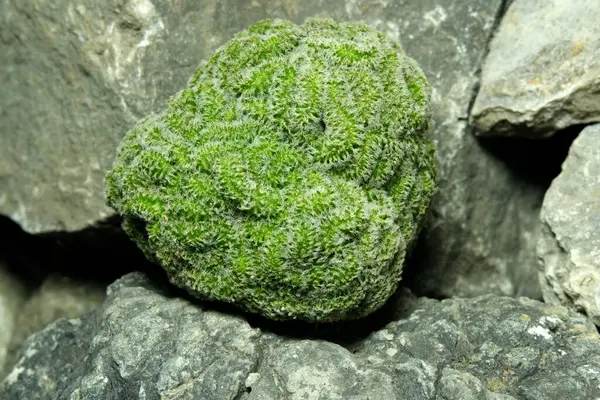 Suni habitat üzerindeki mammillaria carmenae cristata 'yı kapatın. Kayalık uçurum yarık taşı yüzeyinde canlı yayın. Resim fotoğrafı.