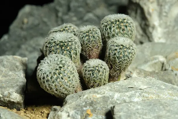Mammillaria Frailea buenekeri var densispina 'yı yapay yaşam alanına kapatın. Kayalık uçurum yarık taşı yüzeyinden canlı yayın. Resim fotoğrafı.