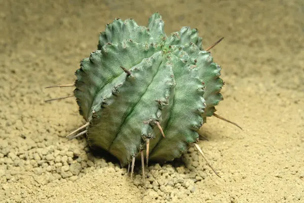 Yapay yaşam alanındaki Euphorbia Horrida 'yı kapatın, çöldeki kayalık topraklarda taşlarla yaşayın. Resim fotoğrafı.