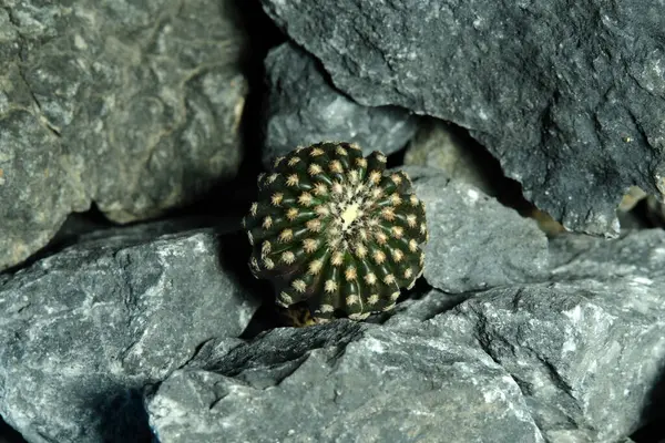Yapay yaşam alanındaki Discocactus Horstii 'yi kapatın. Kayalık uçurum yarık taş yüzeyinde canlı yayın. Resim fotoğrafı.