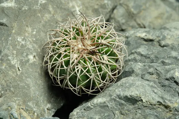 Melocactus Curvispinus 'u yapay yaşam alanı üzerinde kapatın, kayalık uçurum yarığı yüzeyinden canlı yayın. Resim fotoğrafı.