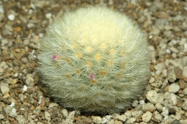 Mammillaria laui dasyacantha 'yı yapay yaşam alanına kapatın, çöldeki kayalık kayalıklarda yaşayın. Resim fotoğrafı.