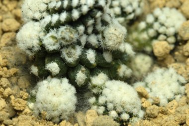 Capiapoa tanissima mantar enfeksiyonunu kayalık çöl toprağında kapatın. Resim fotoğrafı.