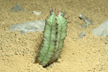 Yapay yaşam alanındaki Euphorbia Horrida 'yı kapatın, çöldeki kayalık topraklarda taşlarla yaşayın. Resim fotoğrafı.