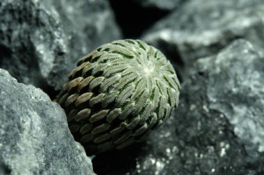 Balta Kaktüsü Pelecyphora aselliforis 'i yapay yaşam alanında kapatın. Kayalık uçurum çatlağı yüzeyinde canlı yayında. Resim fotoğrafı.