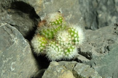 Parodia Rudibuenekeri 'yi yapay yaşam alanında kapatın. Kayalık uçurum yarığı yüzeyinde canlı yayın yapın. Resim fotoğrafı.