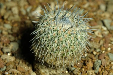 Mammillaria epitelantha micromeris ssp 'yi kapatın. Unguispina yapay yaşam alanında, çöldeki kayalık kayalıklarda yaşıyor. Resim fotoğrafı.