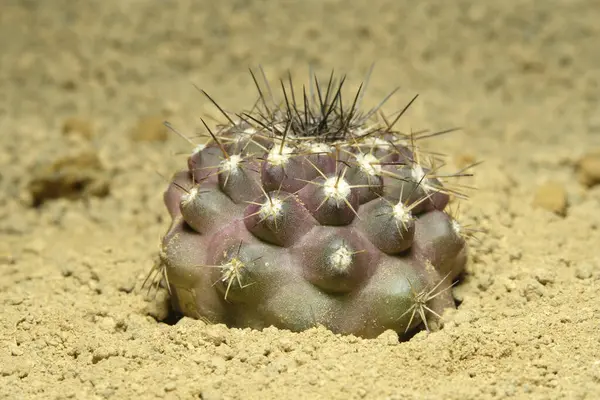Copiapoa 'nın yapay yaşam ortamını küçük düşürmek, çölün kayalık topraklarında taşlarla yaşamak. Resim fotoğrafı.