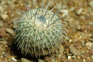 Mammillaria epitelantha micromeris ssp 'yi kapatın. Unguispina yapay yaşam alanında, çöldeki kayalık kayalıklarda yaşıyor. Resim fotoğrafı.