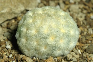 Mammillaria plumosa 'yı yapay yaşam alanına kapatın, çöldeki kayalık kayalıklarda yaşayın. Resim fotoğrafı.
