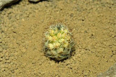 Mammillaria Schumanii 'nin suni yaşam alanındaki çeşitli kristali, çöldeki kayalık topraklarda taşlarla yaşıyor. Resim fotoğrafı.