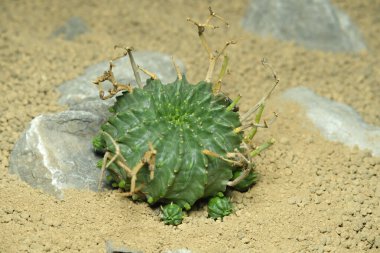 Euphorbia meloforis denizaltılarını kapatın. Valida yapay yaşam alanında, çölün kayalık zemininde taşlarla yaşıyor. Resim fotoğrafı.