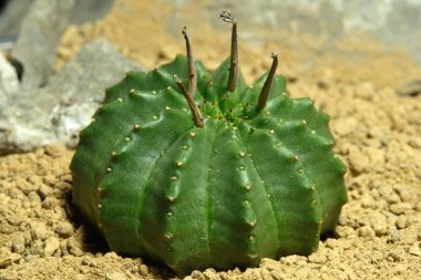 Euphorbia meloforis denizaltılarını kapatın. Valida yapay yaşam alanında, çölün kayalık zemininde taşlarla yaşıyor. Resim fotoğrafı.