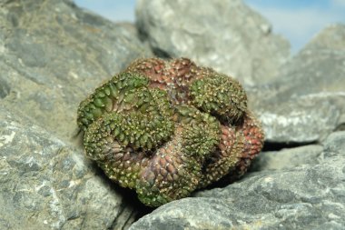 Yapay yaşam alanı üzerindeki gymnocalycium mihanovichii cristata, kayalık kayalık yarık taşında yaşıyor. Resim fotoğrafı.