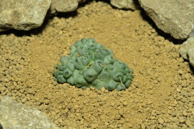 Mammillaria Schumanii Inermis Cristata 'yı yapay yaşam alanı üzerine kapatın, çöldeki kayalık topraklarda taşlarla yaşayın. Resim fotoğrafı.