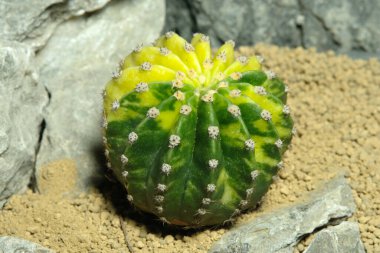 Yapay habitat üzerindeki echinopsis subdenudata varyasyonunu kapatın, çöldeki kayalık topraklarda taşlarla yaşayın. Resim fotoğrafı.