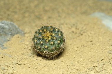 Mammillaria Frailea grahliana 'yı yapay yaşam alanına kapatın, çöldeki kayalık topraklarda taşlarla yaşayın. Resim fotoğrafı.