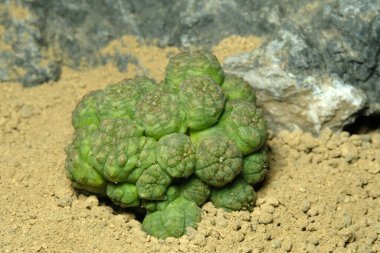 Euphorbia Obesa Monstrose Cristata 'yı yapay yaşam alanı üzerine kapatın, çöldeki kayalık topraklarda taşlarla yaşayın. Resim fotoğrafı.
