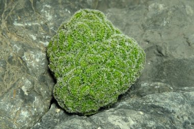 Suni habitat üzerindeki mammillaria carmenae cristata 'yı kapatın. Kayalık uçurum yarık taşı yüzeyinde canlı yayın. Resim fotoğrafı.