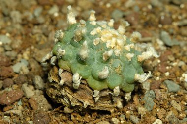 Yapay yaşam alanındaki lofofora williamsii 'yi kapatın, çöldeki kayalık kayalıklarda yaşayın. Resim fotoğrafı.