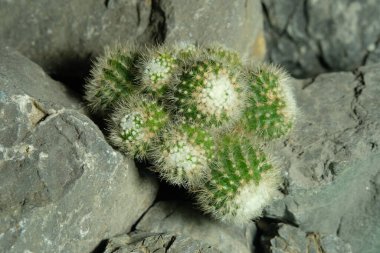 Parodia Rudibuenekeri 'yi yapay yaşam alanında kapatın. Kayalık uçurum yarığı yüzeyinde canlı yayın yapın. Resim fotoğrafı.