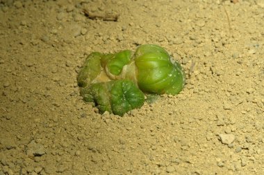 Astrofittum asterias cristata montrose, yapay yaşam alanında, çölün kayalık zemininde taşlarla yaşıyor. Resim fotoğrafı.