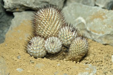 Mammillaria perezdelarosae var andersoniana 'yı yapay yaşam alanına kapatın, çöldeki kayalık topraklarda taşlarla yaşayın. Resim fotoğrafı.