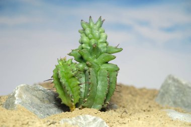 Euphorbia Horrida Canavarı 'nı yapay yaşam alanına kapatın, çöldeki kayalık topraklarda taşlarla yaşayın. Resim fotoğrafı.