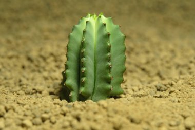 Yapay yaşam alanındaki öforbi fruticosa inermis 'i kapatın, çöldeki kayalık kayalıklarda yaşayın. Resim fotoğrafı.