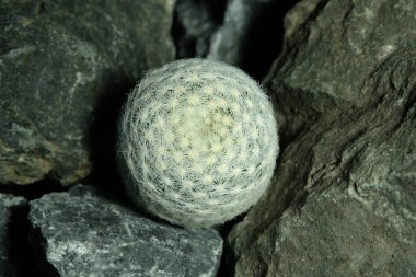 Mammillaria Herrerae 'yi yapay yaşam alanına kapatın. Kayalık uçurum yarığı yüzeyinden canlı yayın. Resim fotoğrafı.