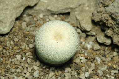 Mammillaria epithelantha bokei 'yi yapay yaşam alanında kapatın, çöldeki kayalık kayalıklarda yaşayın. Resim fotoğrafı.