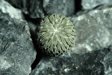 Balta Kaktüsü Pelecyphora aselliforis 'i yapay yaşam alanında kapatın. Kayalık uçurum çatlağı yüzeyinde canlı yayında. Resim fotoğrafı.