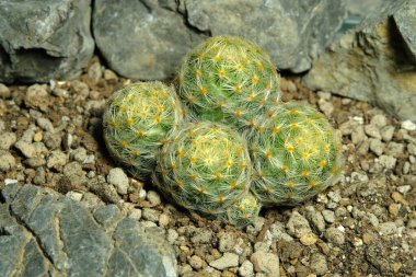 Mammillaria schiedeana sarı dikenleri yapay habitatta, kayalık uçurum yarığı yüzeyinde yaşıyor. Resim fotoğrafı.