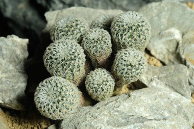 Frailea buenekeri var yoğunluğunu yapay yaşam alanı üzerinde kapatın. Kayalık uçurum yarık taşı yüzeyinde canlı yayın yapın. Resim fotoğrafı.