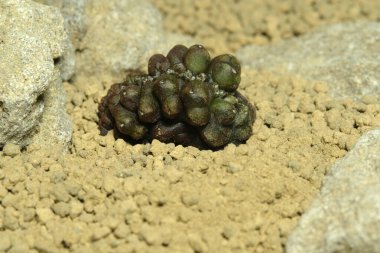 Gymnocalycium mihanovichii, yapay yaşam alanı üzerinde gündüz rüya kristali, çöldeki kayalıklarda yaşıyor. Resim fotoğrafı.