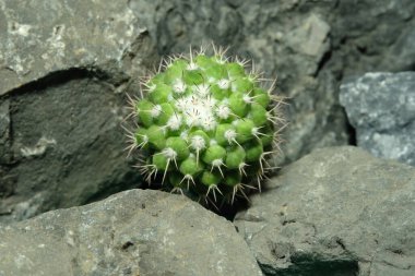 Mammillaria nejapensis 'i yapay yaşam alanı üzerinde kapatın, kayalık uçurum yarığı yüzeyinde canlı yayın yapın. Resim fotoğrafı.